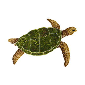 Sea Turtle Natural Mosaic